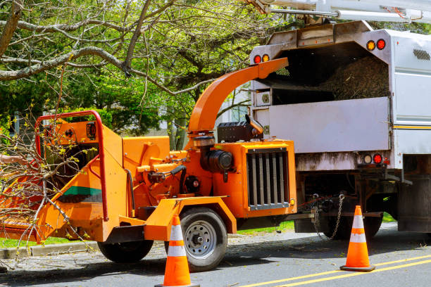 Leaf Removal in Shandon, CA